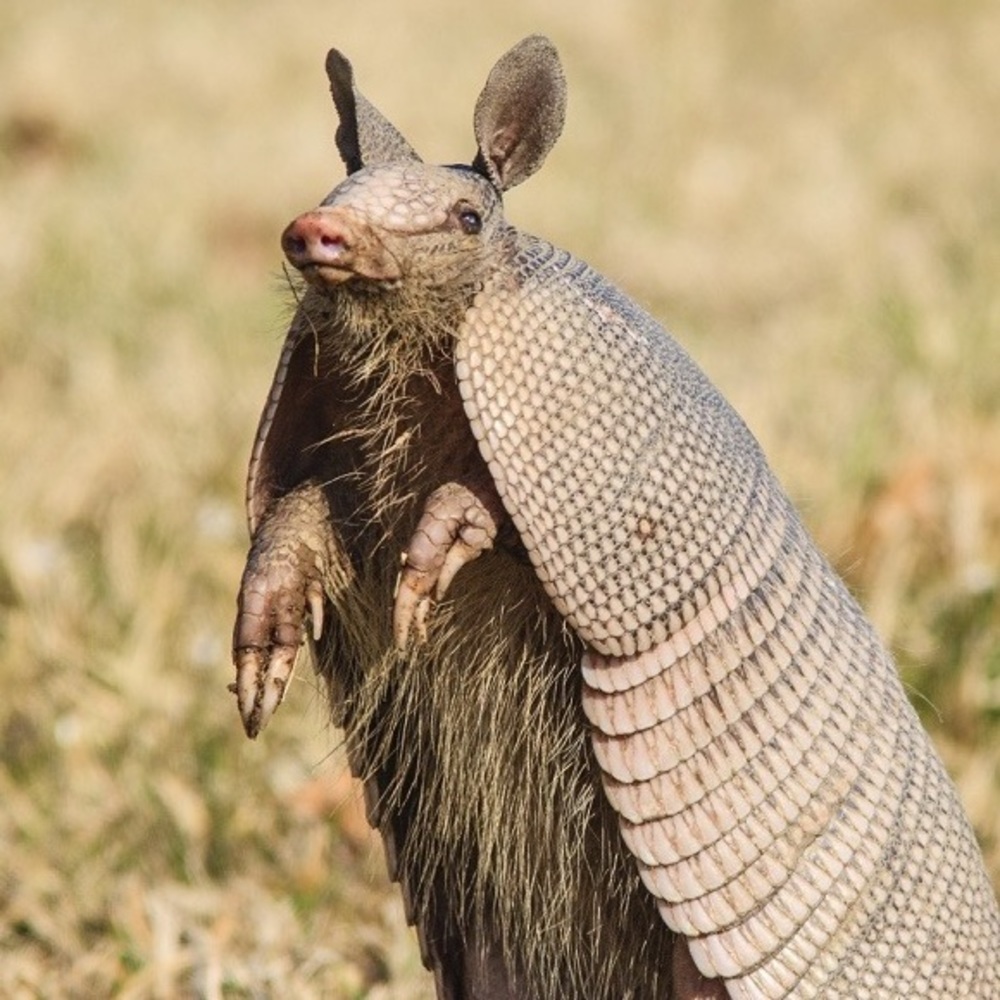 Meet your Posher, Alia